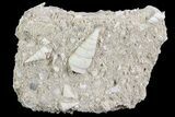 Eocene Fossil Gastropods (Sigmesalia) - Damery, France #73812-1